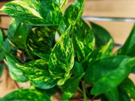 7 plante care se simt perfect în bucătărie