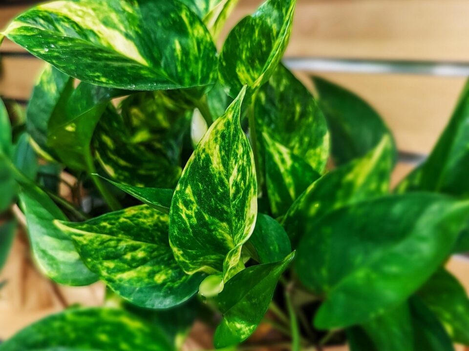 7 plante care se simt perfect în bucătărie