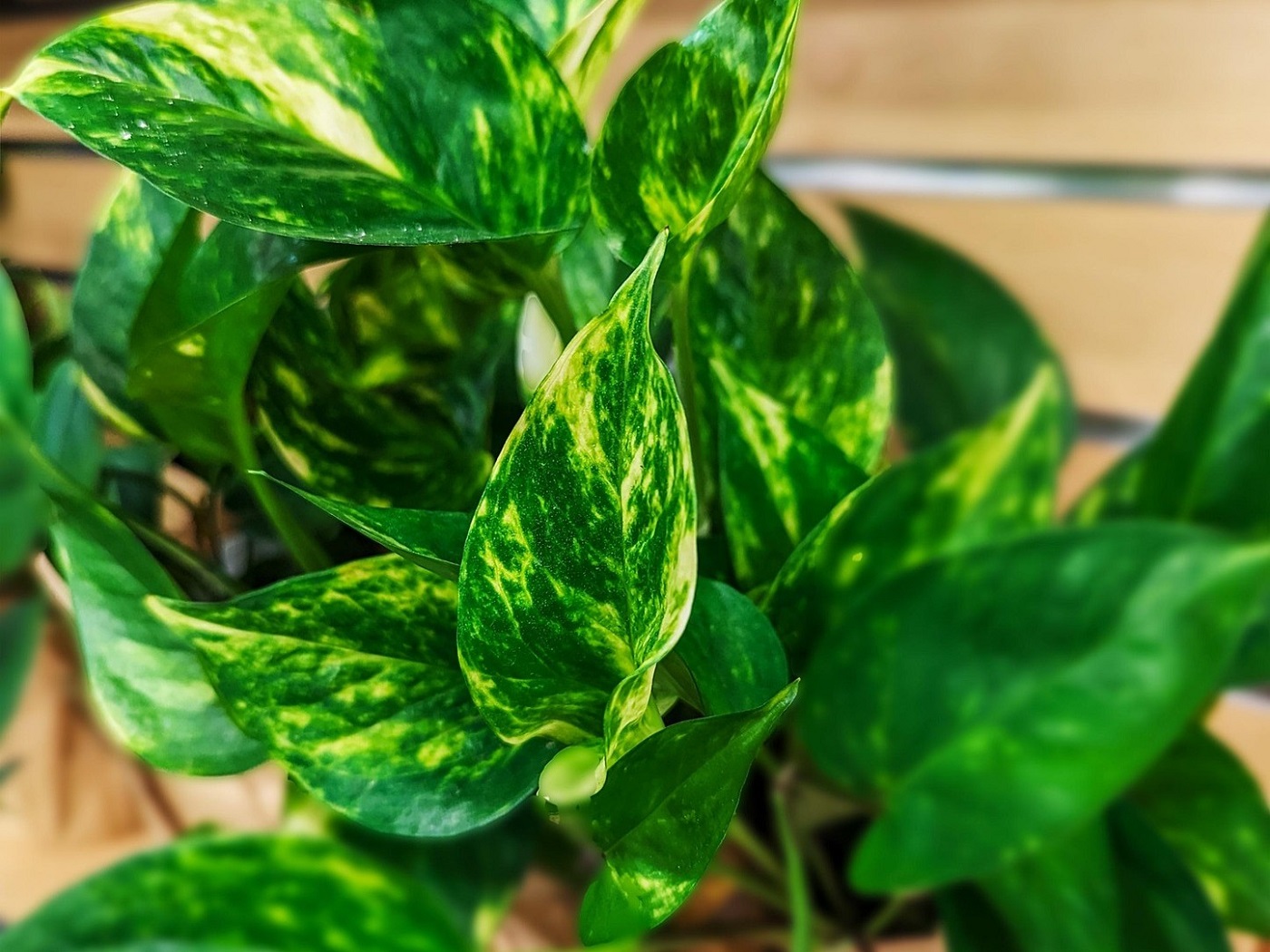 plante care se simt perfect în bucătărie
