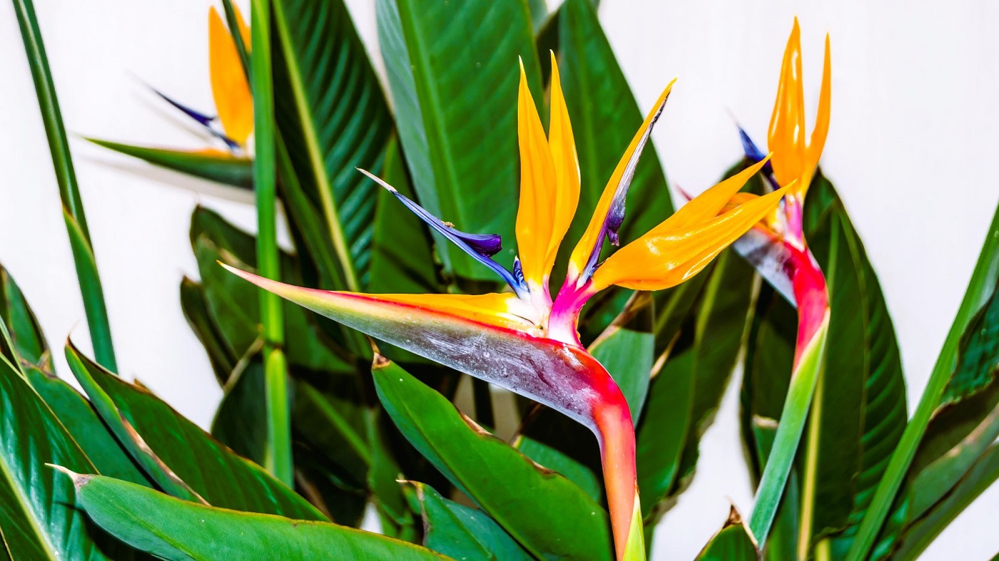 Strerlitzia