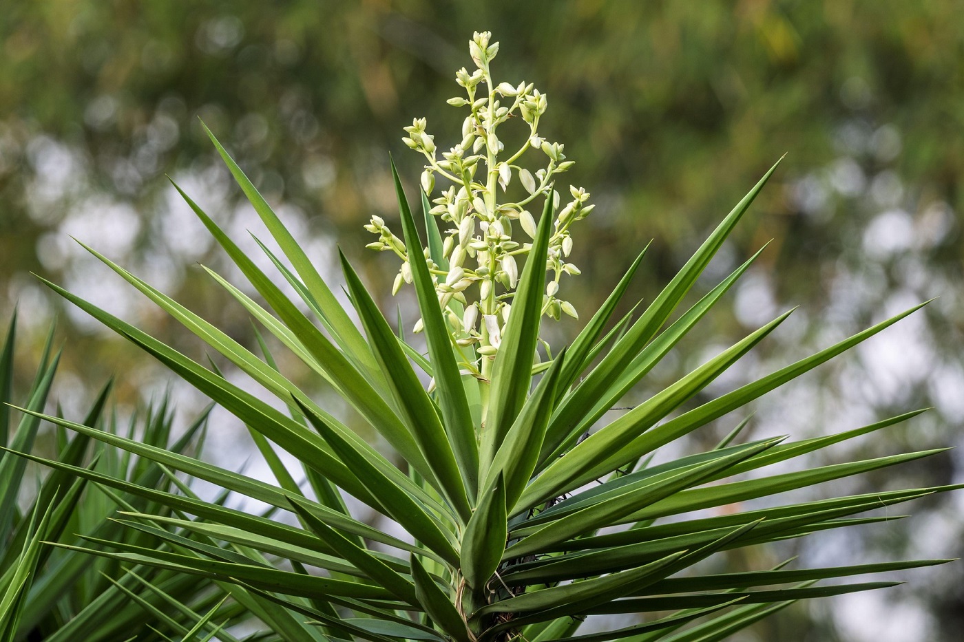 Yucca