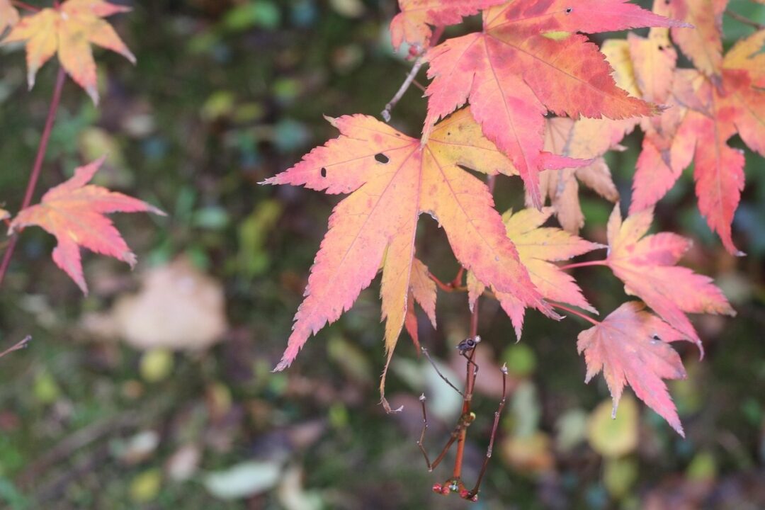 Arțarul roșu japonez – o minune care se colorează toamna