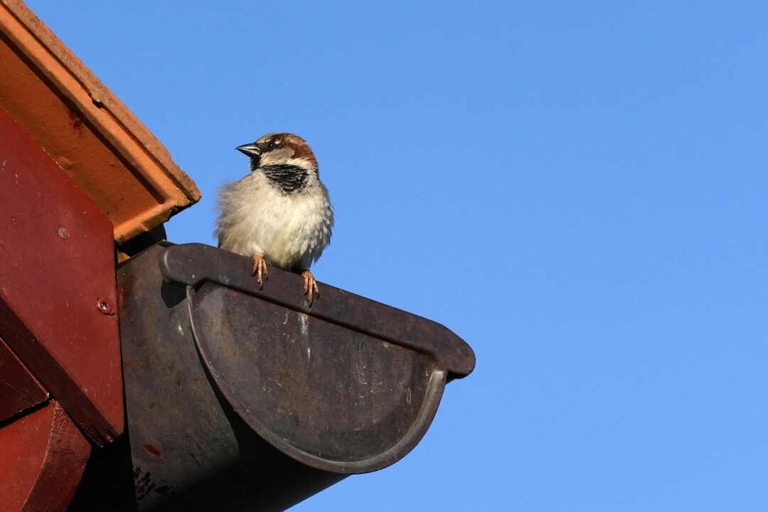 Când este cel mai bun moment să cureți burlanele și scurgerea casei
