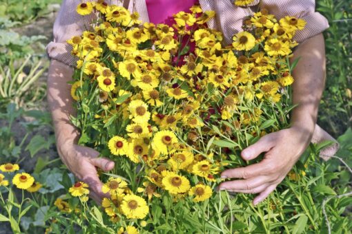 Grădina de flori în septembrie: iată ce ai de făcut