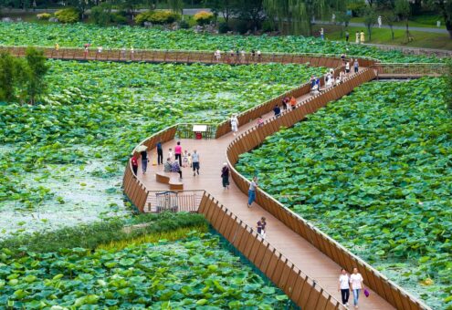 Paradisul florilor de lotus: lacul Nanjing din China
