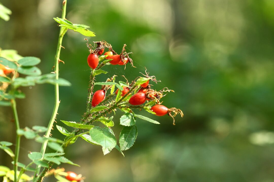 Vestitorii toamnei: măceșul