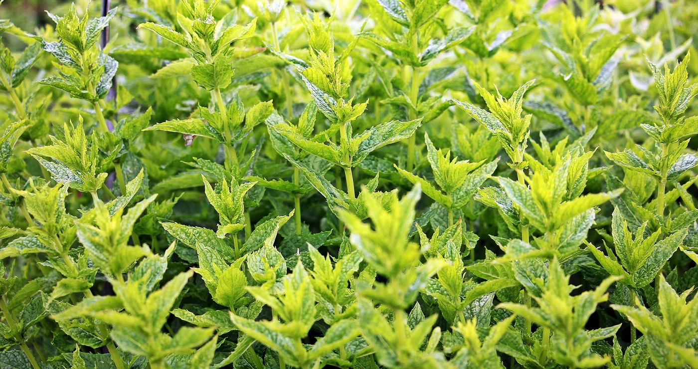 Cum crești menta