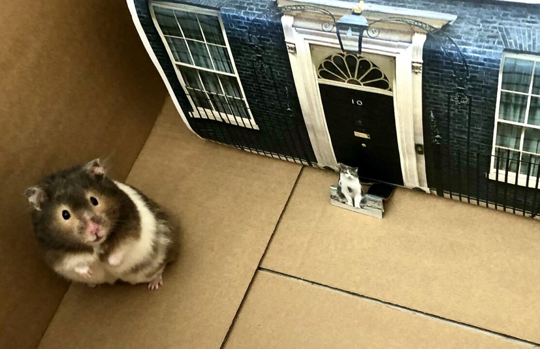 Idee DIY din carton: un oraș pentru hamsteri