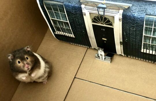 Idee DIY din carton: un oraș pentru hamsteri