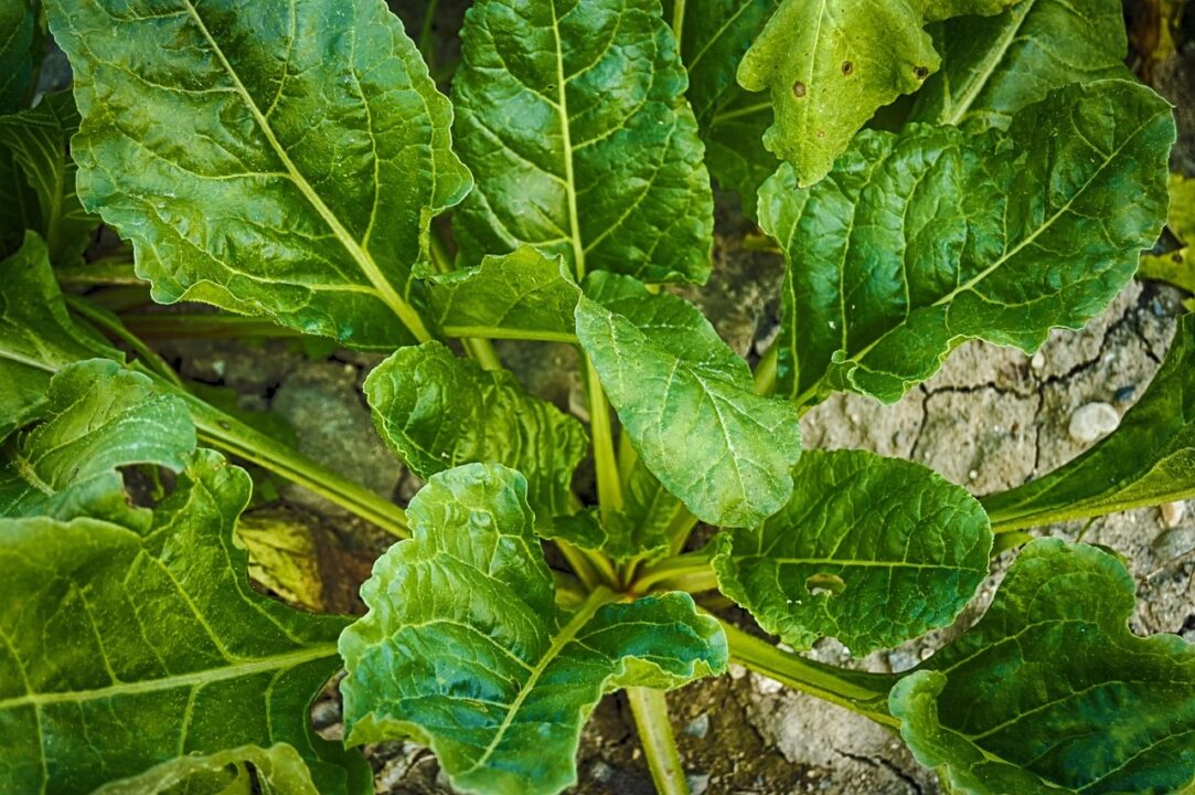 Recolte rapide: ce plantezi acum ca să culegi până vine iarna