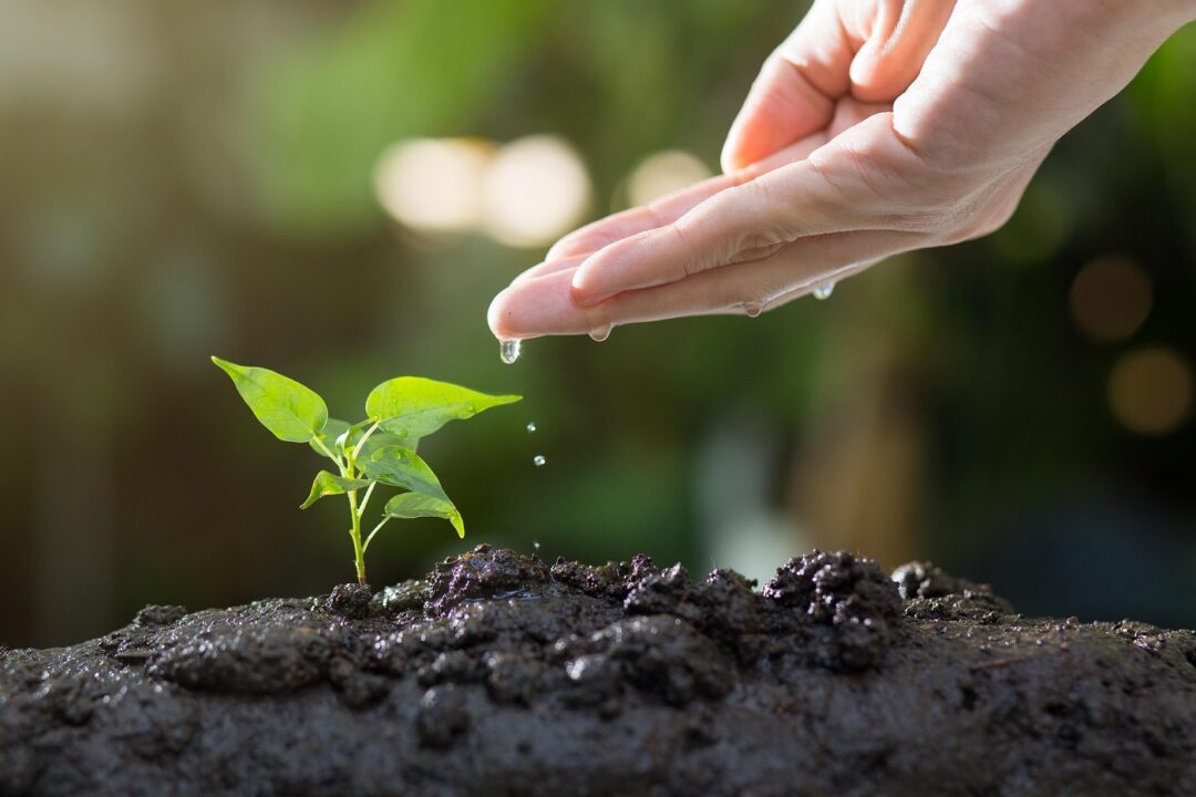 Ce legume poți planta în septembrie? Iată lista