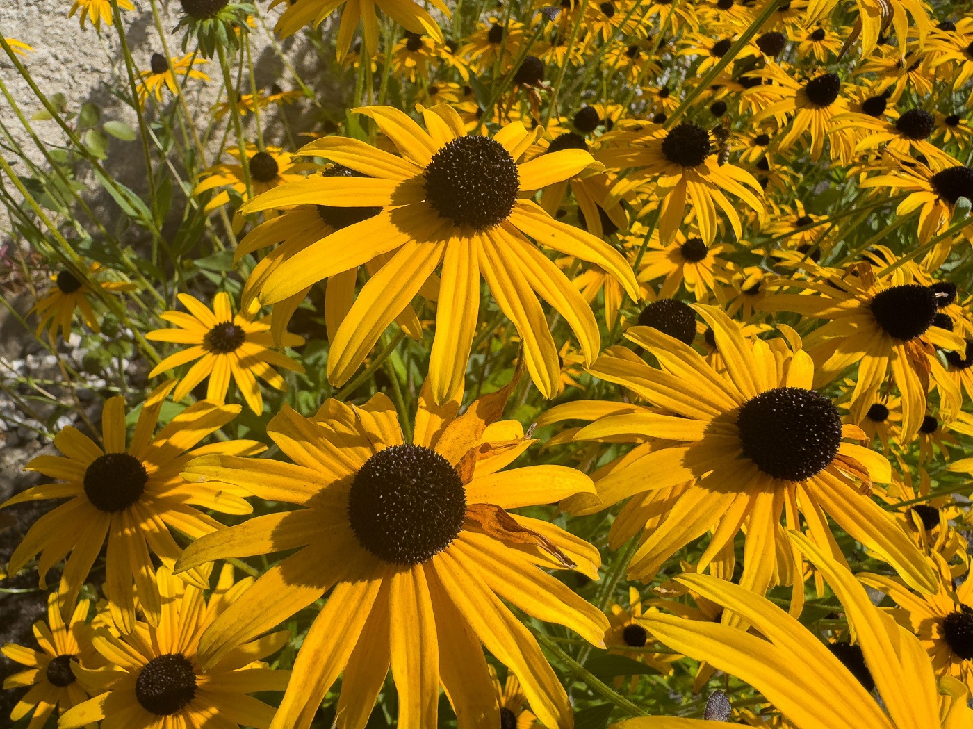rudbeckia