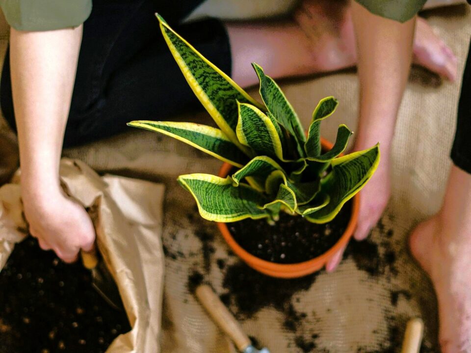 Sansevieria – planta ideală pentru curățarea aerului din casă