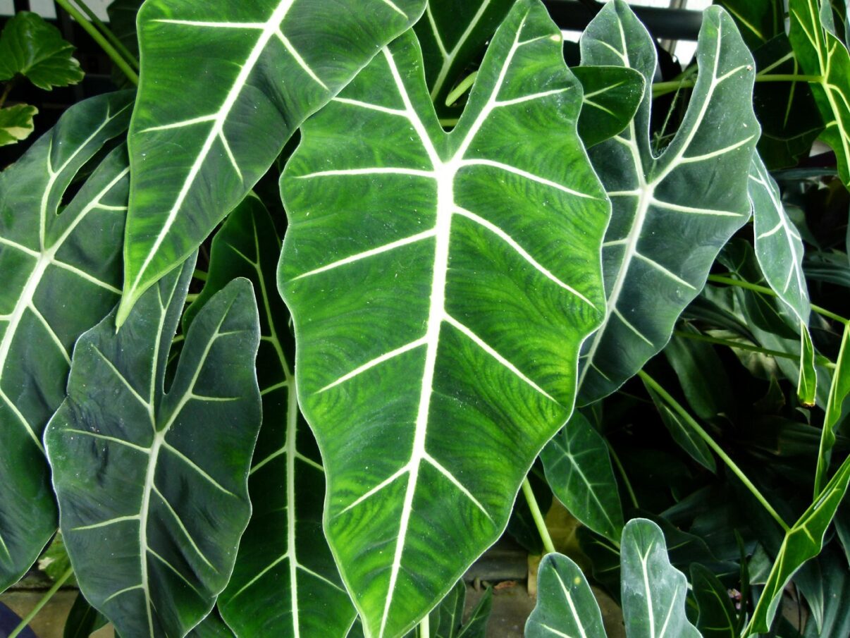 Alocasia – exotism la ghiveci