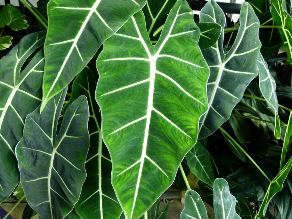 Alocasia – exotism la ghiveci