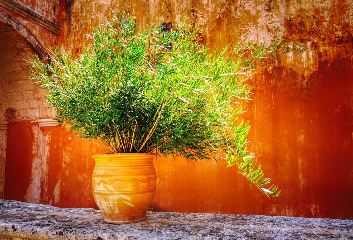 Asparagusul și cum îl întreții, pentru un frunziș bogat și flori dese