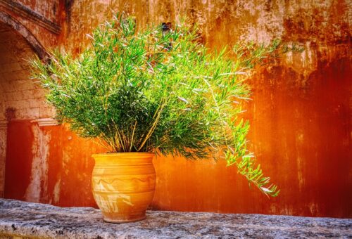 Asparagusul și cum îl întreții, pentru un frunziș bogat și flori dese