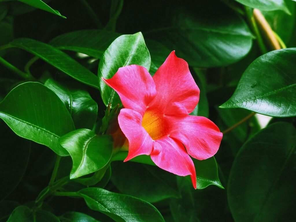 Dipladenia