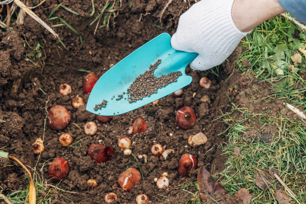 Plantarea de toamnă