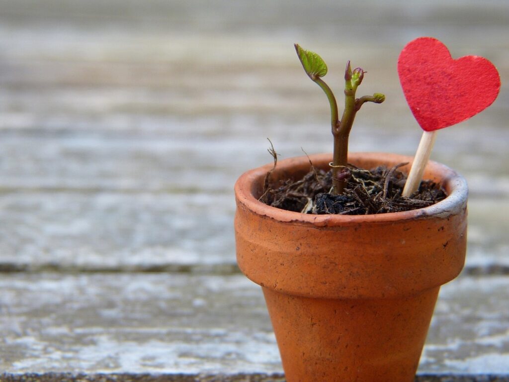 De ce înfloresc greu plantele de apartament