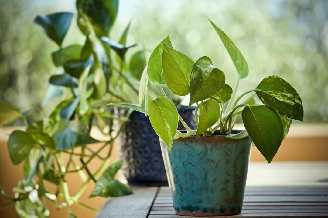 7 plante curgătoare pe care oricine la poate crește în casă