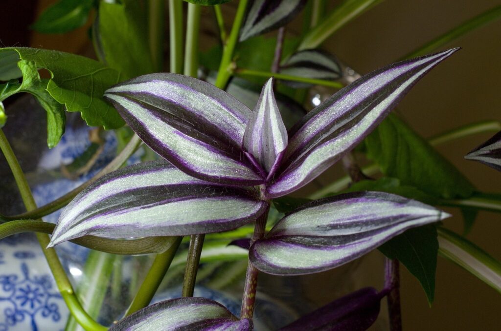 trandescantia