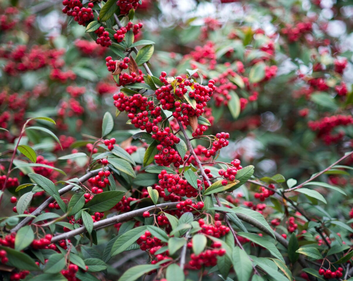 Bobițe roșii de iarnă în grădină: cotoneaster