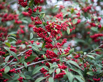 Bobițe roșii de iarnă în grădină: cotoneaster