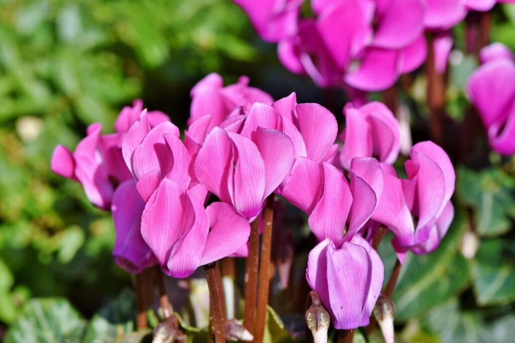 cyclamen