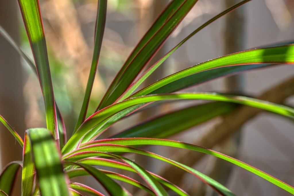 Dracaena