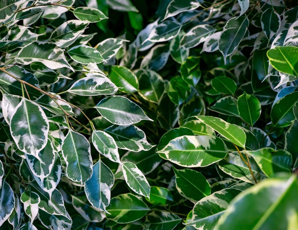 Ficus benjamina – frunze pătate care colorează casa