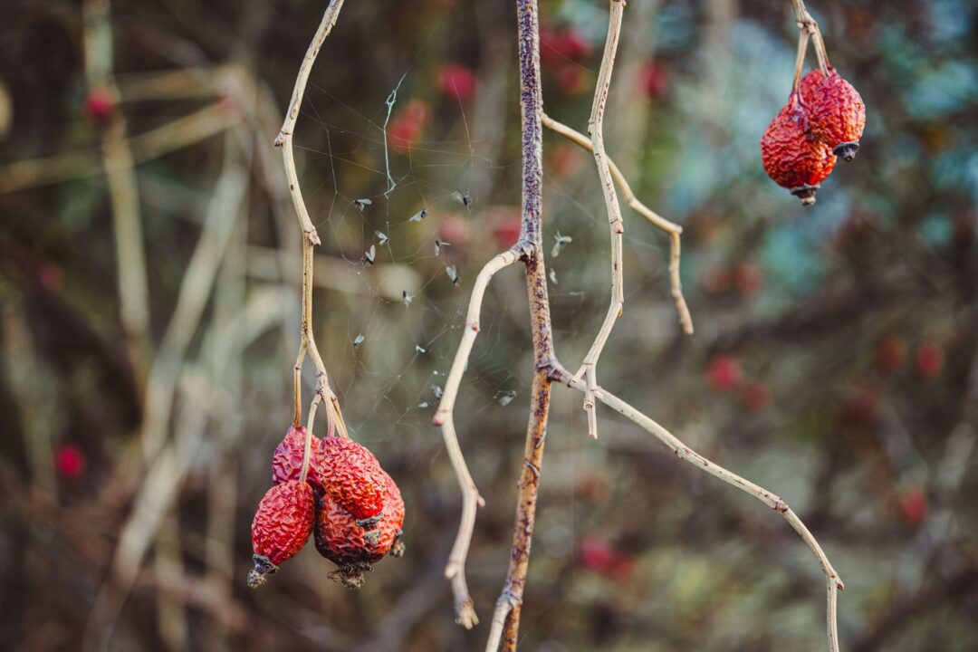 Ce faci în grădină în noiembrie, ultima lună de toamnă
