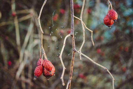 Ce faci în grădină în noiembrie, ultima lună de toamnă