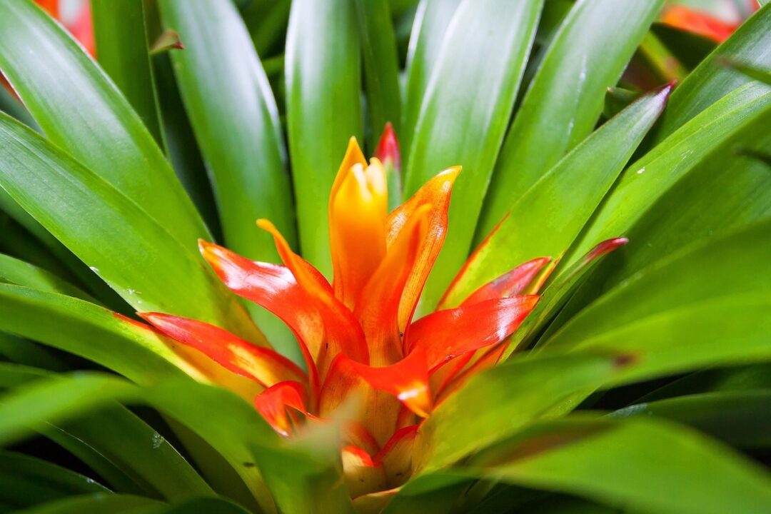 Guzmania – planta care moare și renaște iar și iar prin pui