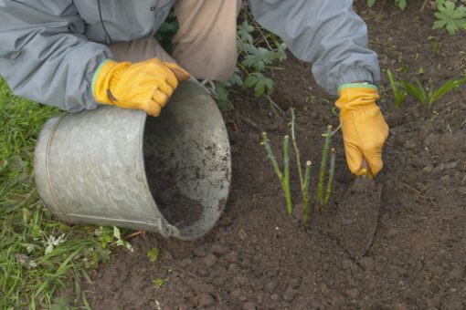 Trandafirii toamna: mușuroirea și pregătirea pentru iarnă