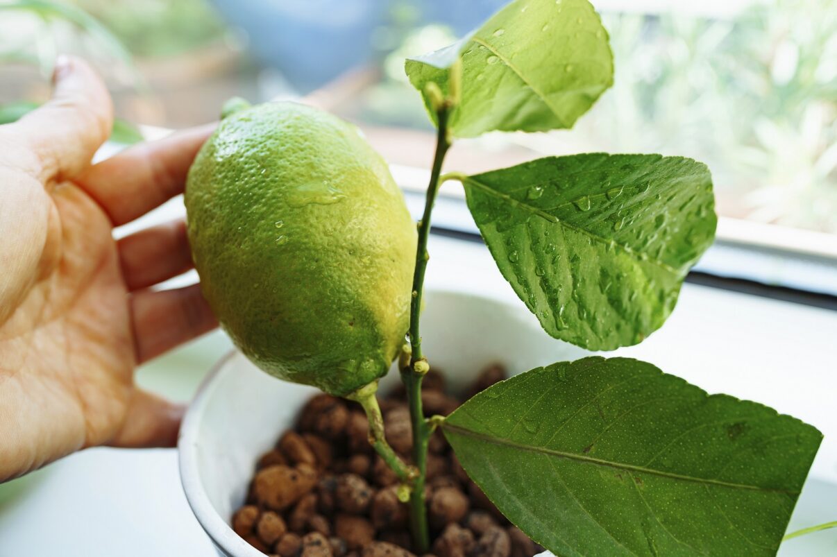 Aceste plante îți pun la încercare abilitățile de grădinar