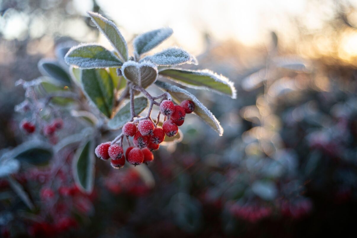 7 arbuști cu fructe colorate care decorează grădinile iarna