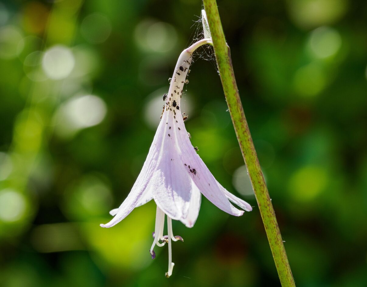 Cum te ajuta tutunul să scapi de puricii de pe plante