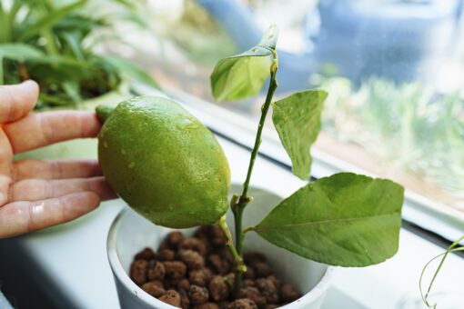 Cum îngrijești lămâiul din ghiveci pe timpul iernii