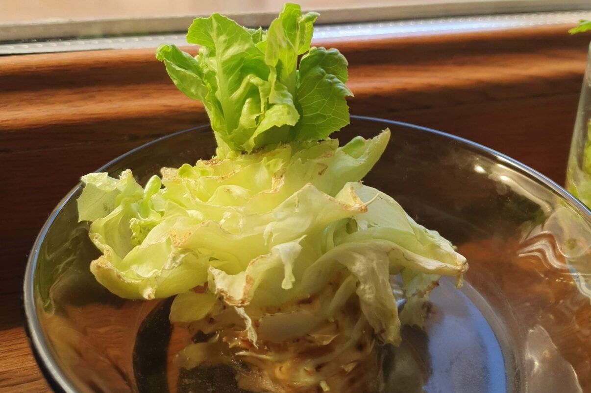 Cultură de legume la ghiveci, cu plante care cresc din resturi