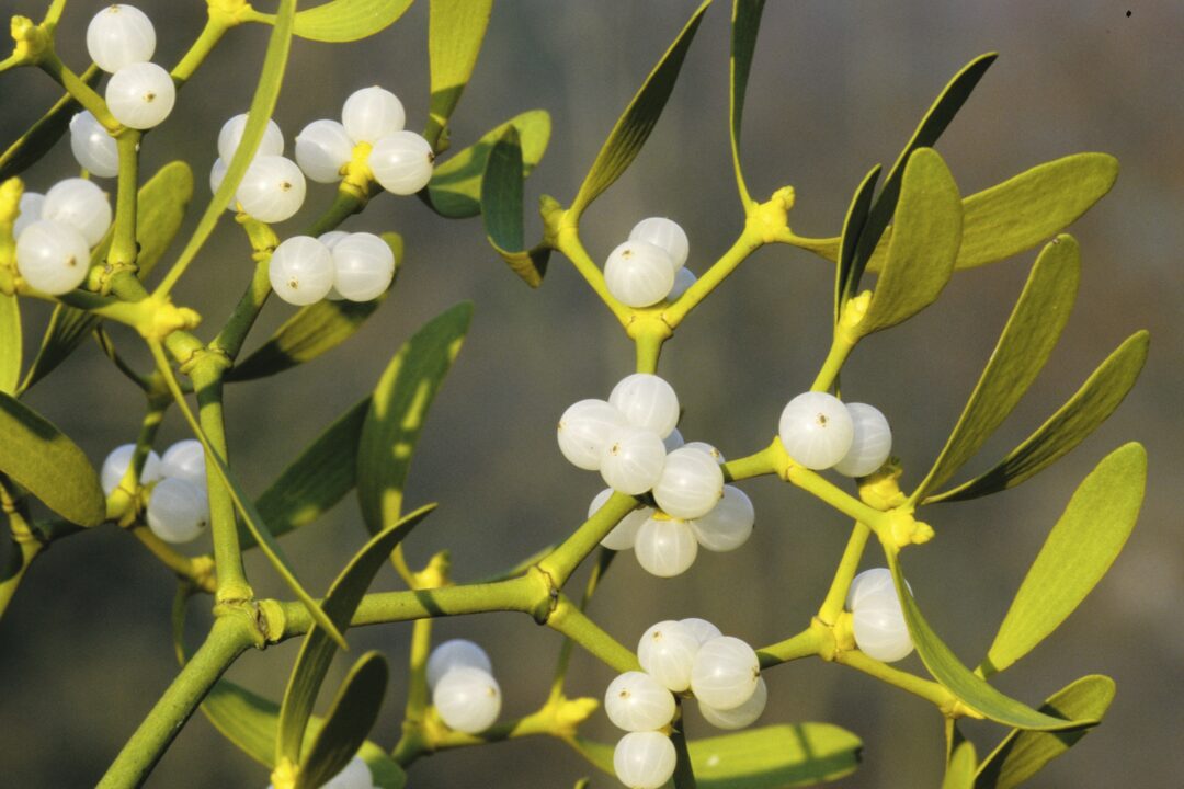 Aceste plante de sărbătoare sunt foarte toxice