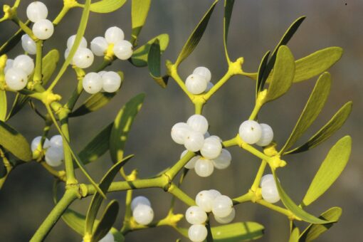 Aceste 7 plante de sărbătoare sunt foarte toxice