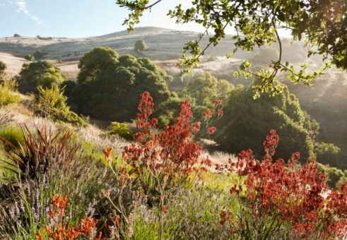 O grădină ca o poveste despre culori și plante mediteraneene