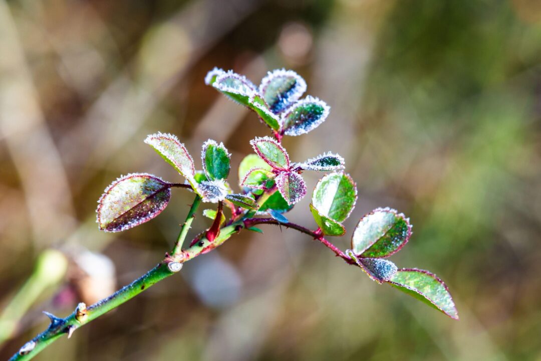 Trandafirii iarna: de ce au nevoie de atenție specială și ce ai de făcut