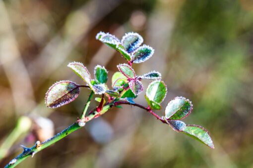 Trandafirii iarna: de ce au nevoie de atenție specială și ce ai de făcut