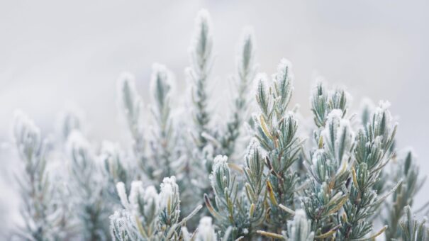 Rezistă rozmarinul afară iarna? Da, iată cum
