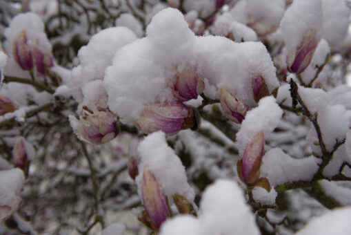 Magnoliile iarna: 5 moduri în care le protejezi ca să înflorească primăvara