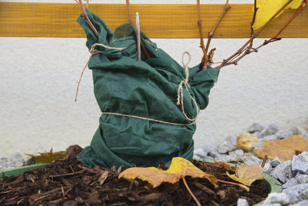 Plantele și gerul: cine are nevoie de protecție la temperaturi extreme