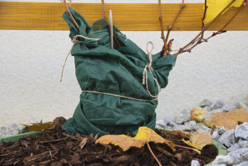 Plantele și gerul: cine are nevoie de protecție la temperaturi extreme