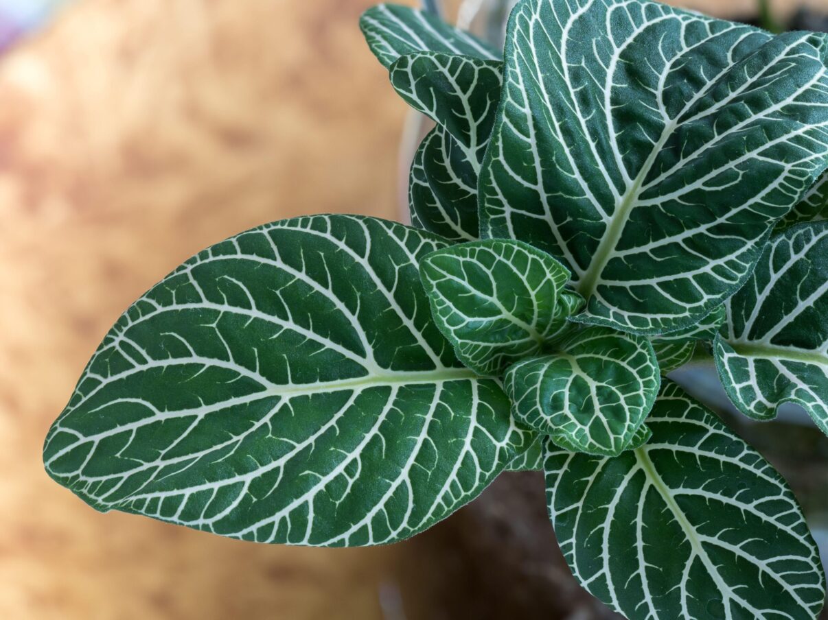 Fittonia – planta discretă și colorată